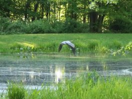 blue heron