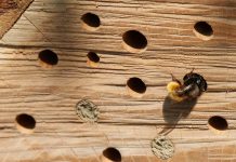 How to build a solitary bee hotel bee hotel