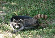 How to get rid of raccoons in an apartment raccoon