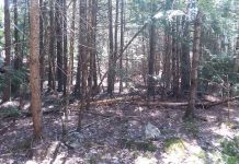 Planning never stops with livestock guardian dogs Maine woods