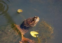 How to deal with a snapping turtle encounter snapping turtle