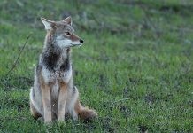 Coyotes are here to stay — and that’s OK Coyote