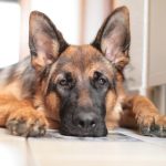 Confirmation of COVID-19 in N.Y. pet dog german shepherd