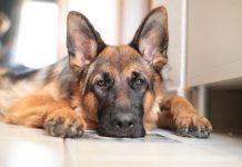 Confirmation of COVID-19 in N.Y. pet dog german shepherd