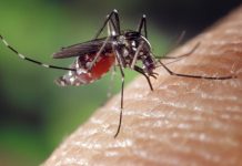 How to control mosquitoes around your home mosquito