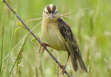 Waiting to mow helps preserve the bobolink female bobolink