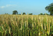 Summer annuals can combat decreased forage production pearl millet
