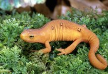 Ohio salamanders rely on varied lifestyles to survive red-spotted newt