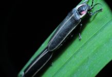 Lessons learned from watching lightning bugs firefly
