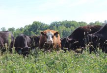 NCF Accepting Applications for CME Group Beef Industry Scholarships cows looking