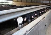 Dollars and sense: the cost of our food