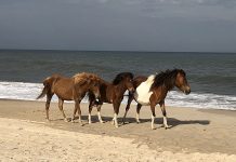 Nothing says summer like the great American road trip wild ponies