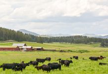 The taste of change can be sweet cattle farm