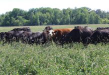 Grass tetany and blackleg: What to know and how prevent it