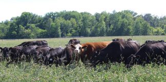 Grass tetany and blackleg: What to know and how prevent it