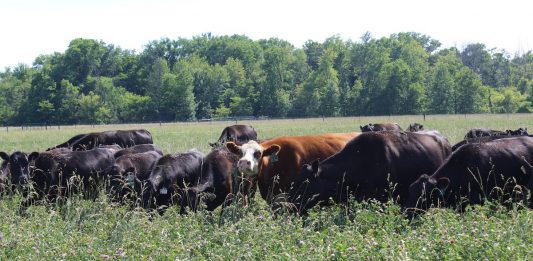Grass tetany and blackleg: What to know and how prevent it