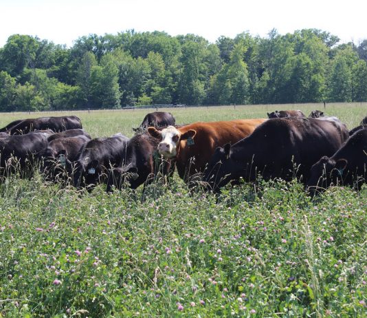 Grass tetany and blackleg: What to know and how prevent it