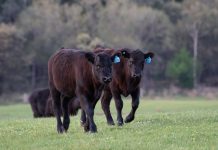 Hemming and hawing avoids tougher action and “us” cattle