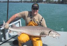 Scientists work to repopulate lake sturgeons Lake Sturgeon