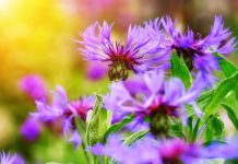 Foolhardy Custer longed for a feat of valor knapweed