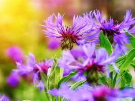 Foolhardy Custer longed for a feat of valor knapweed