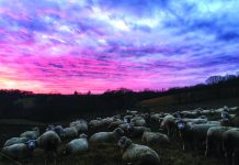 Praying for rain and farming, pandemic style sheep and sunset