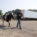 Behind the Shows: Stark Co. 4-H’er manages uncertain fair preparations A girl walks a beef steer.