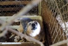 More than 200 animals seized from Salem property alchemy acres dog seized
