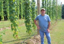 Hop on in: Ohio hopyards open for visitors man stands in hopyard