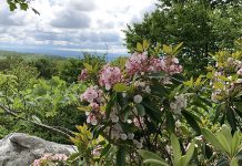 Laurel Ridge State Park offers lovely blooms Mountain laurel