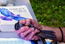 Project proves that birds, pollinators returned catbird