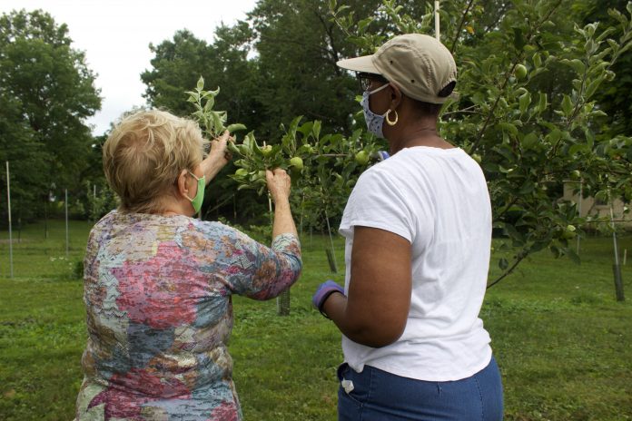 Two women example an apple tree.