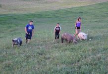 Behind the Shows: the show must go on for Pa. 4-H siblings kids walking pigs