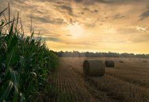 Ohio lags, but US still headed for big crops corn, hay