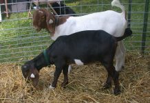 Marshall Co. 4-H’ers try marketing fair animals goats stand in a pen.
