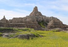 Deceptive beauty hides danger of yellow clover at Badlands National Park Badlands National Park