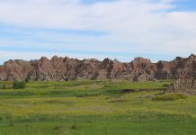 Stopping the spread of invasive species yellow sweet clover