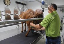 Penn State to host dairy goat webinar June 17 goat milking