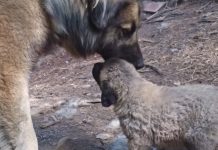 How to build a livestock guardian dog pack livestock guardian dog and puppy