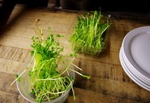 How to grow your own microgreens microgreens
