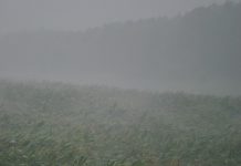 Survivor’s guilt: Markets turn around after Iowa corn field in a storm