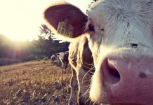 Score body condition for livestock is balancing act cow