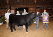2020 Medina County Fair sale results Grand Champion Market Steer