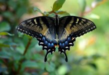 Butterfly watching for beginners swallowtail butterfly