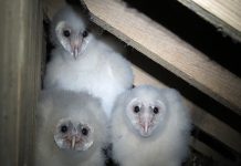 Changes in ag lead to decline of barn owls barn owls