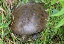 Wishing for a little more time in Neverland Eastern spiny softshell turtle