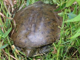 Eastern spiny softshell turtle