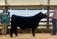 2021 Mercer County Fair sale Grand Champion Steer