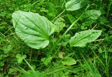 How to use plantain herb for common ailments Plantain herb