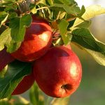 How to grow fruit in your yard apples